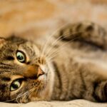 Journée internationale du chat 2025 (IFAW)
