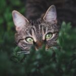 Journée internationale du chat 2025: La libération illégale de ces félines dans «La Graciosa» a un impact sur la biodiversité de l'île