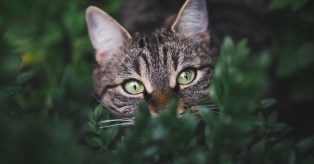 Día Internacional Gato 2025 liberación ilegal felinos Graciosa impacta biodiversidad isla