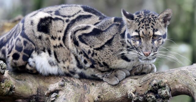 Día Internacional del Leopardo Nublado 2025