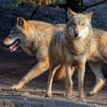 Journée internationale du loup 2025