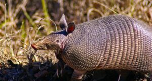 Día Internacional Armadillo 2025