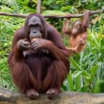 Journée mondiale de l'orangs-outan 2025