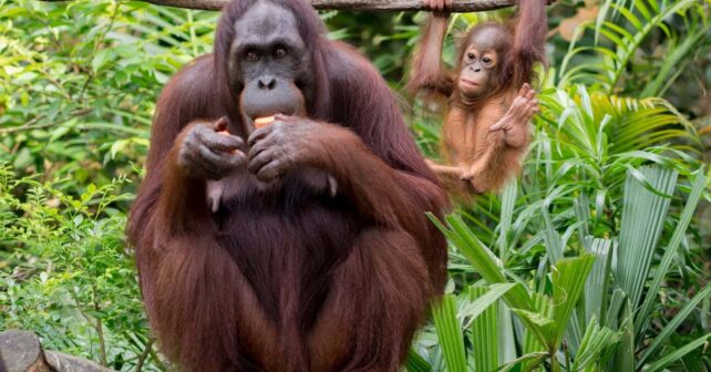 dia mundial orangutan 2025