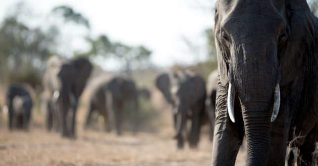 Día Mundial Elefante 2025