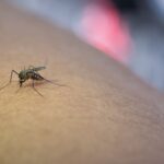 Journée mondiale des moustiques 2025