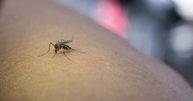 dia-mundial-mosquito