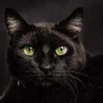 Journée mondiale du chat 2025