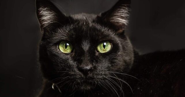 Día Mundial Gato Negro 2025