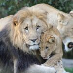 Journée mondiale du lion 2025