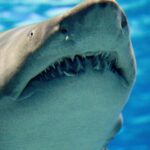 L'acidification de l'océan peut affecter les armes les plus pointues de la nature, les dents de requin