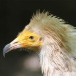 La Fondation Amus et Iberdrola collaborent à la conservation d'Alimoche