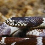 La Royal Culebra de Californie, une espèce envahissante, provoque une «cascade écologique» dans la biodiversité de Gran Canaria