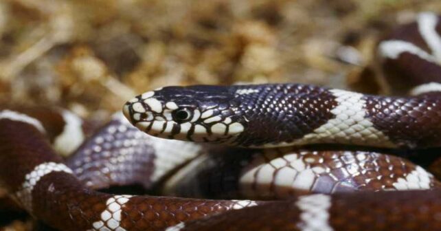culebra-real-california-especie-invasora-provoca-cascada-ecologica-biodiversidad-gran-canaria