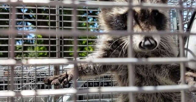 Guardia Civil desmantela zoo privado ilegal 150 animales exóticos