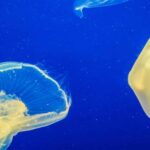 La mauvaise qualité de l'eau et de l'eau de l'océan est à l'origine de la prolifération des méduses en Espagne