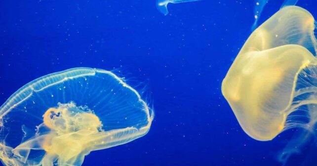 mala-calidad-agua-mares-oceanos-esta-detras-proliferacion-medusas-espana