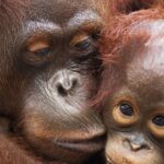 La population d'orang-outanes a été réduite de 2 individus sur 3, la «déforestation» est le problème