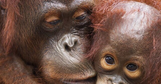 población orangutanes reducido últimos 100 años deforestación