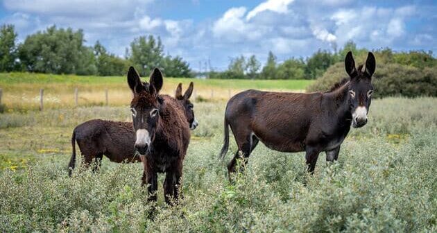 burros españoles controlan arbusto espinoso Róterdam