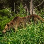 Les écologistes dénoncent la découverte du corps d'un «ours brun» chassé furtivement à Belmonte (Asturias)
