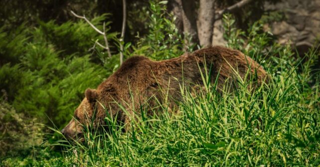 Ecologistas cadáver oso pardo cazado furtivamente Belmonte Asturias