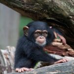 Les «mamans» des chimpanzés enseignent à leurs jeunes à communiquer