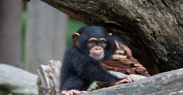 mamas-chimpances-ensenan-crias-comunicarse