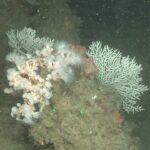 Les scientifiques étudient les secrets contenant des fonds marins des îles Chafarin