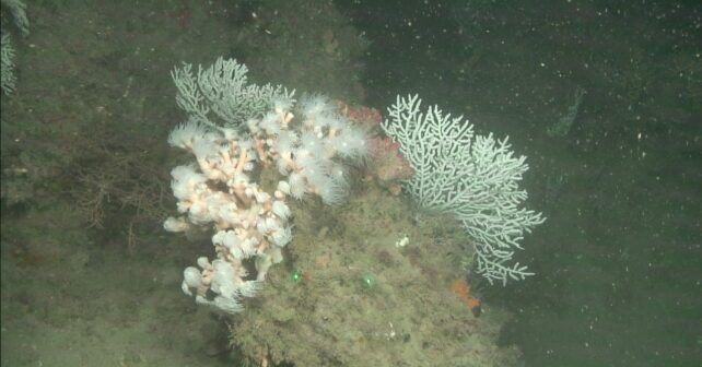 Científicos estudian secretos fondos marinos Islas Chafarinas