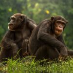 Les singes reconnaissent les visages et les sons des humains, bien qu'ils n'aient pas vu le temps