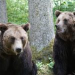 Libération des ours âgés en captivité en Espagne