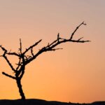 Mortandation des arbres dans le Bajo Andarax (Almería) par sécheresse et négligence institutionnelle clamoute