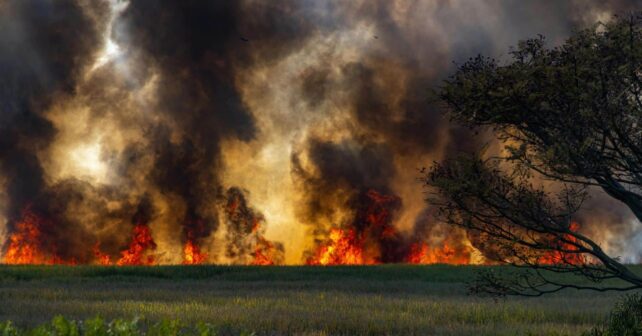incendio forestal declare nivel