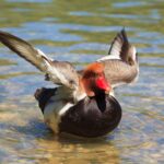 Parc national de Daimiel: Le recensement des oiseaux bat tous les records de la série historique