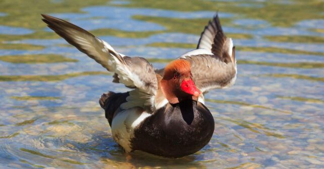 Tablas Daimiel censo aves bate récords