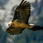 Picos de Europa, la récupération de la percée est déjà une réalité