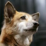 Plus de 30 chiens meurent de famine dans une ferme Azuaga (Badajoz), abandonnée depuis juin, certains se sont nourris au défunt