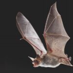 Projet de conservation de la «Chiroptera» dans la province d'Albacete