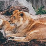 Que? Si vous avez un animal de compagnie et que vous n'en voulez plus, un zoo au Danemark les ramasse pour nourrir leurs tigres et leurs lions