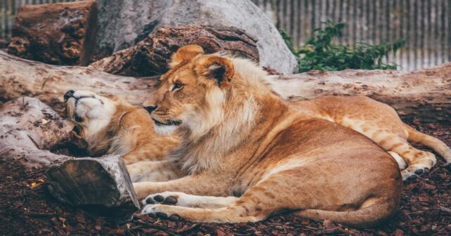 si-tienes-mascota-no-quieres-zoologico-dinamarca-recoge-alimentar-tigres-leones
