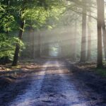 Reconnect favorise un nouvel atelier de garde du territoire à Soria pour donner de la valeur aux forêts abandonnées