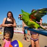 Scandale sur une plage : le perroquet d’un homme insulte les baigneurs, la police intervient