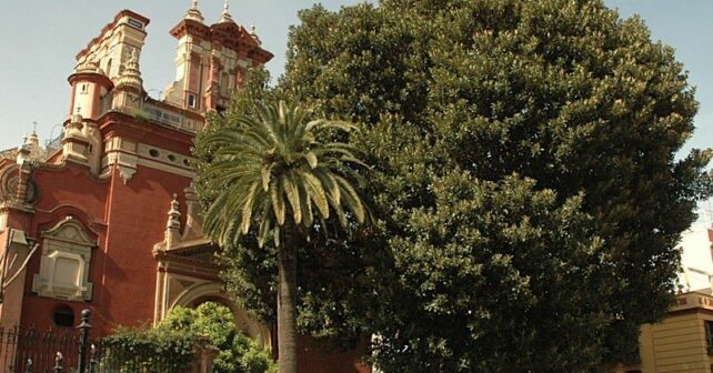 Talan Ficus San Jacinto Triana Sevilla