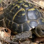 Turtle méditerranéenne: l'un des reptiles terrestres les plus emblématiques de la Catalogne