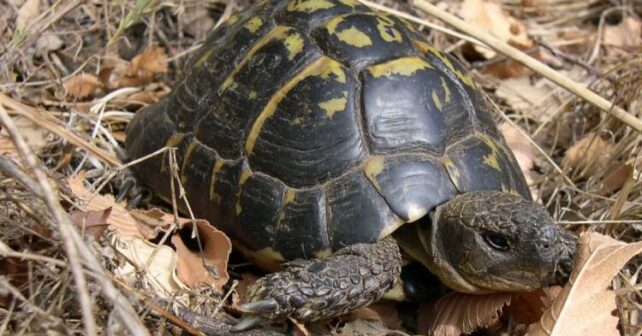 Tortuga mediterránea reptiles terrestres emblemáticos Cataluña