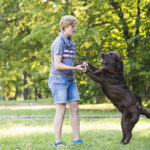 Types de problèmes de comportement que vous pouvez traiter en tant que dresseur de chiens