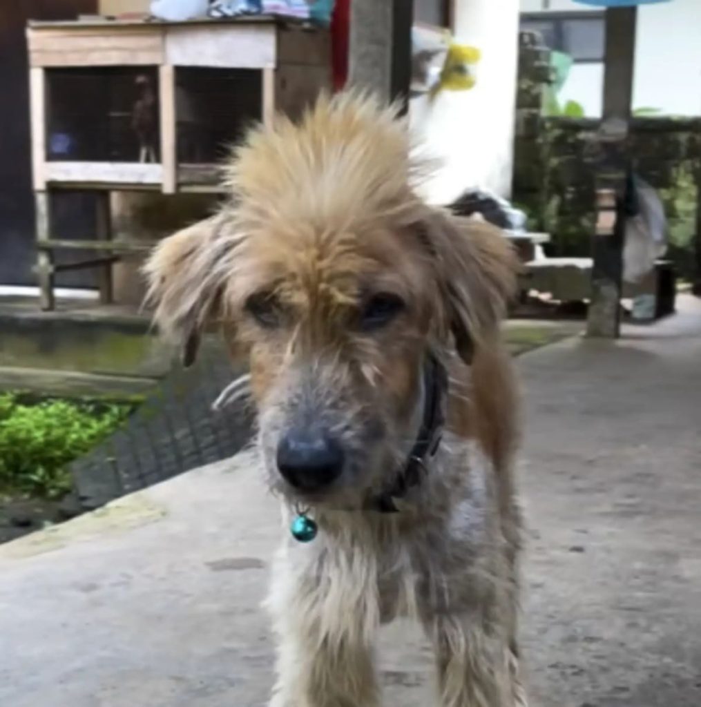 Um cão de rua