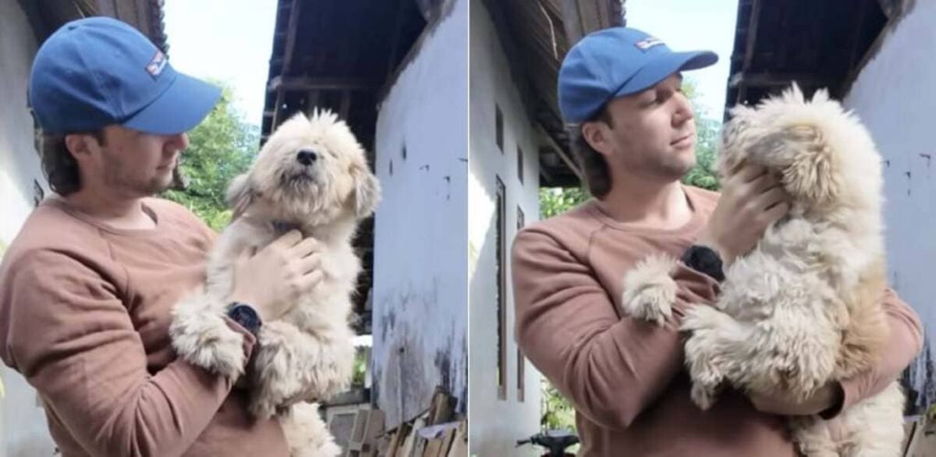 Um cão de rua