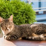 Les 6 races de chats les plus intelligentes du monde d’après la science